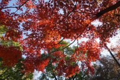 紅葉　5