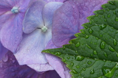 雨上がりの紫陽花　1