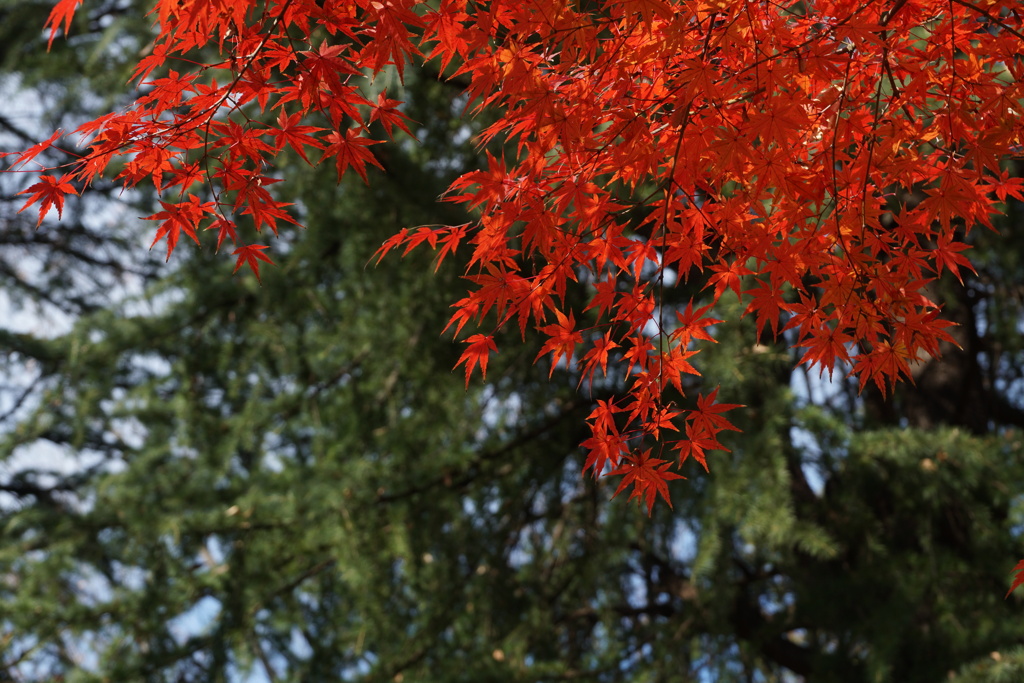 紅葉と針葉樹