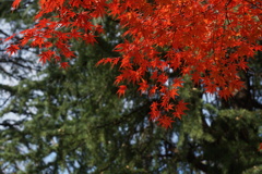 紅葉と針葉樹