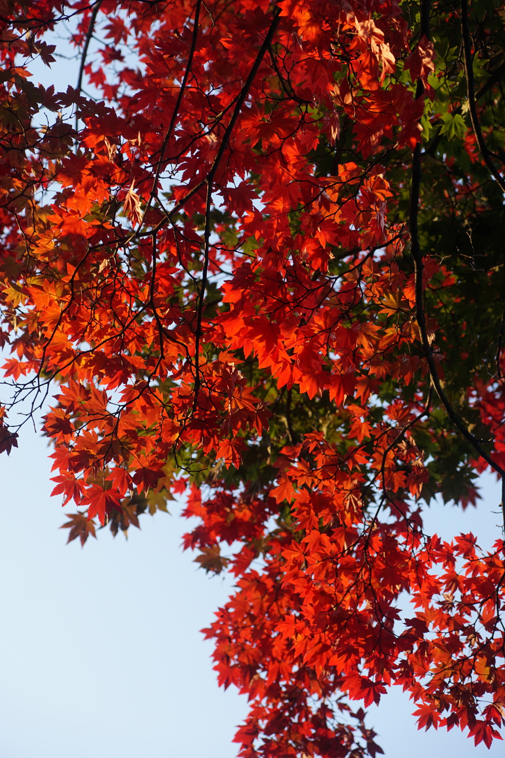 乗鞍で見つけた紅葉　3