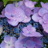 紫陽花　2