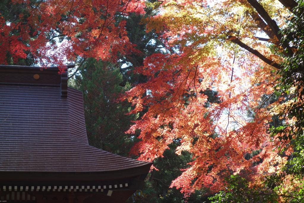 水澤観音の紅葉
