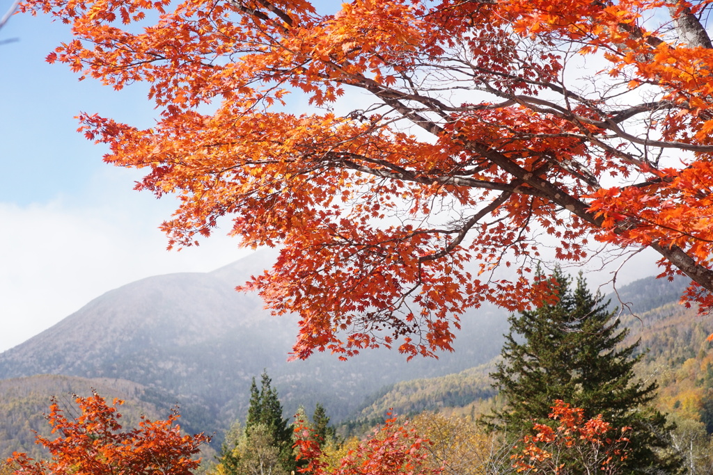 大楓　乗鞍高原にて　3