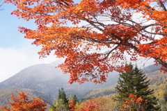 大楓 乗鞍高原にて 3 大楓 乗鞍高原にて 3