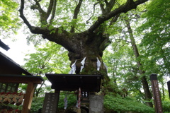 熊野神社　御神木