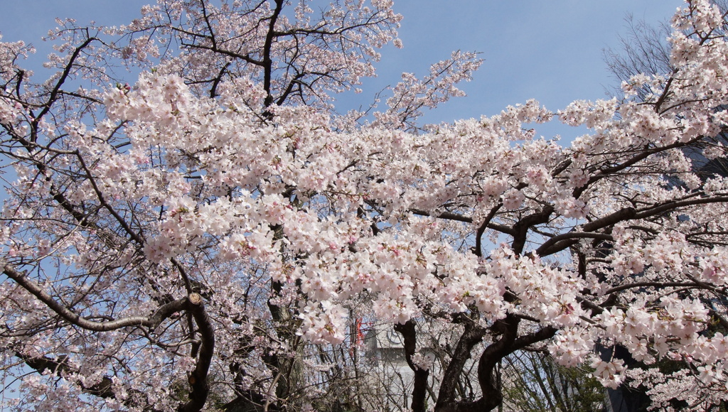 桜咲く　3