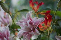 窓辺の花　3