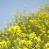 菜の花　利根川サイクリングロードにて　3