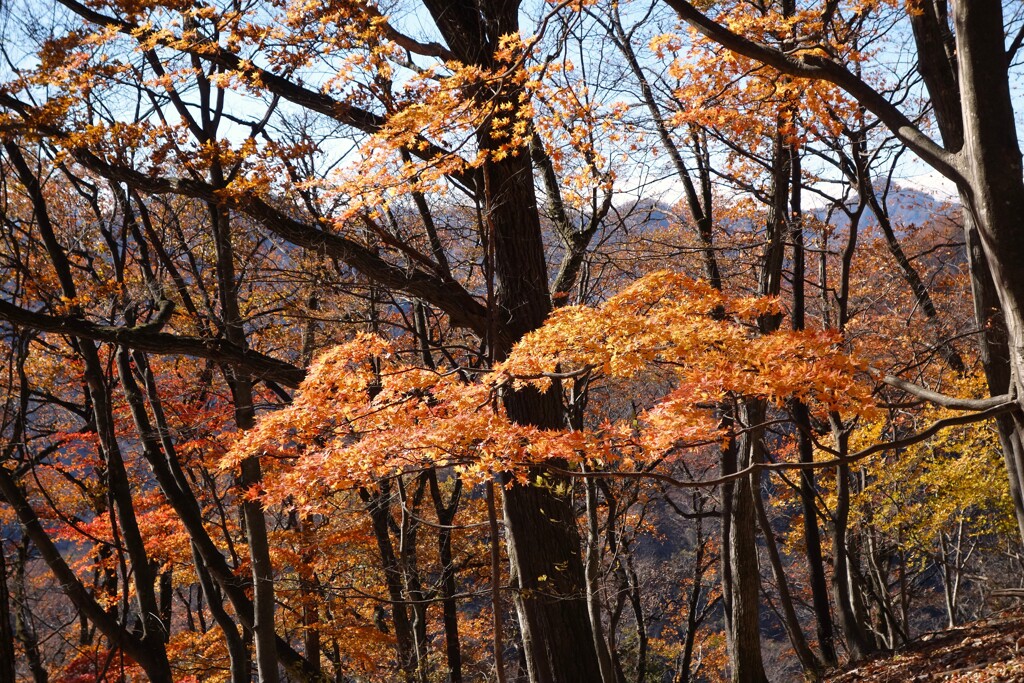 旧中山道を歩く　紅葉　4