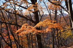 旧中山道を歩く　紅葉　4