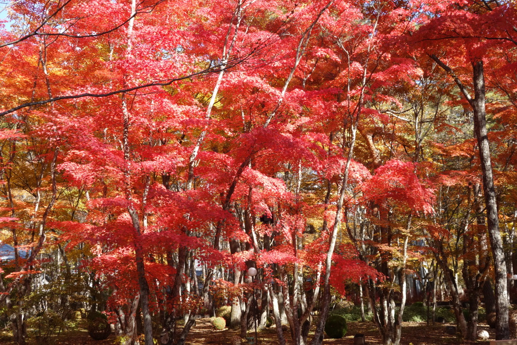 軽井沢の紅葉　高原教会にて　2