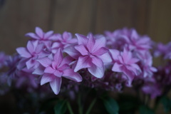 紫陽花　鉢植え