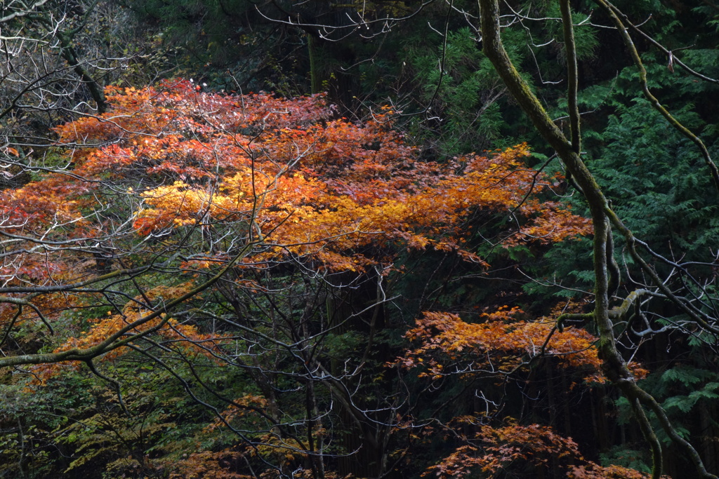 榛名神社の紅葉