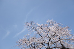 しだれ桜　1