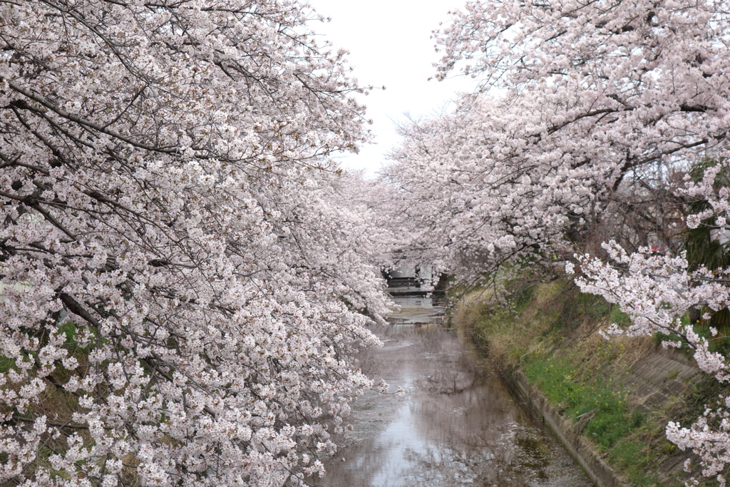 水路の桜