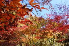 伊香保の紅葉　河鹿橋にて　3