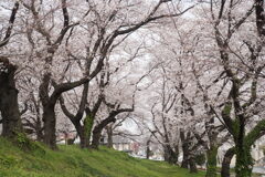 公園の桜　1