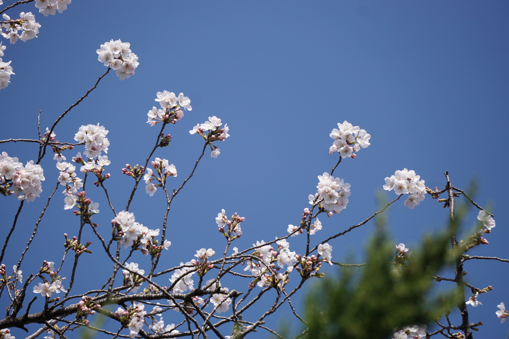 桜と青空　2