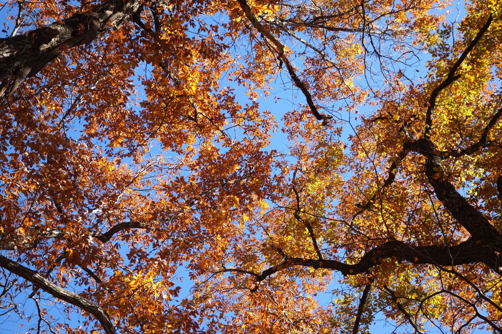 旧中山道を歩く　見上げれば紅葉