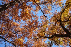 旧中山道を歩く　見上げれば紅葉