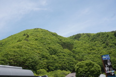 上野村の緑