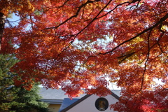 軽井沢　高原教会の紅葉　4