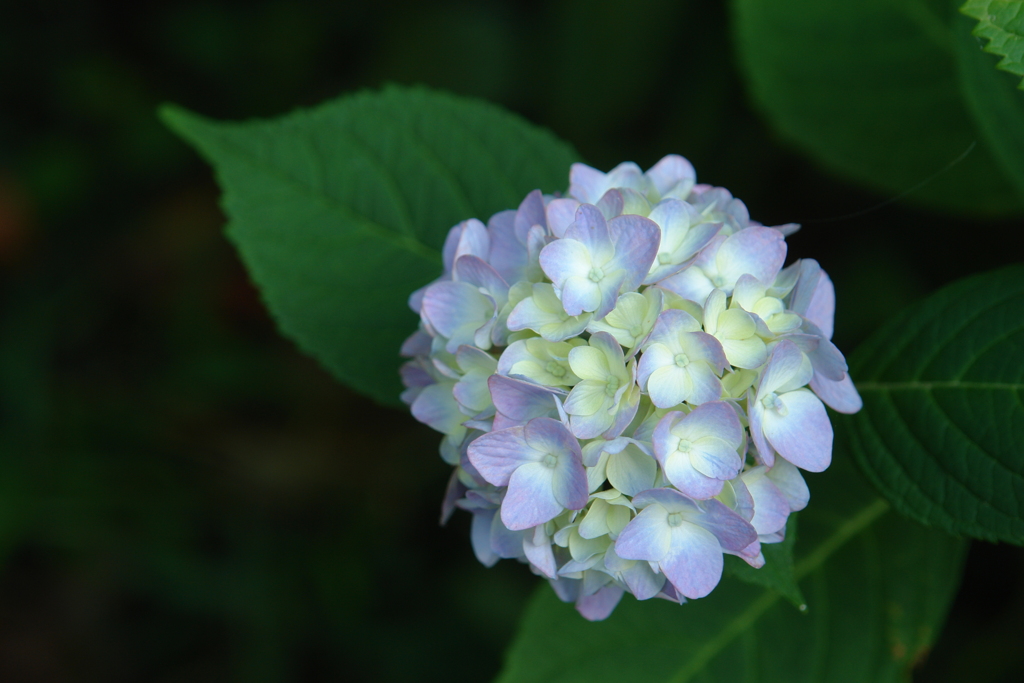 紫陽花　清楚