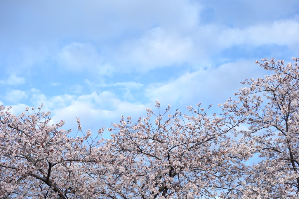 今朝の桜　1