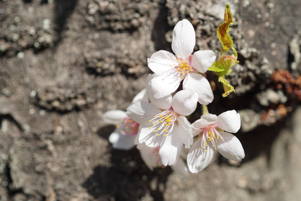 桜　ラストリーフ　3