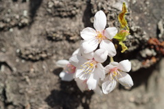桜　ラストリーフ　3