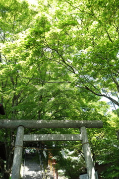 熊野神社の緑