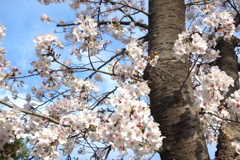 今朝の桜　4