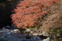 渓流沿いの紅葉　2