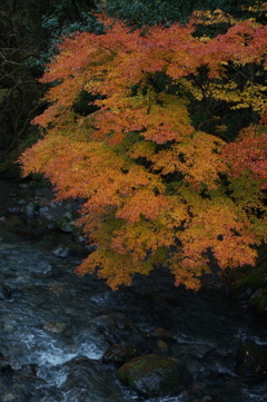 渓流の紅葉　2
