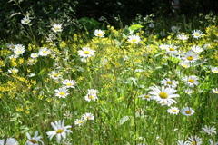 峰の茶屋に咲く花