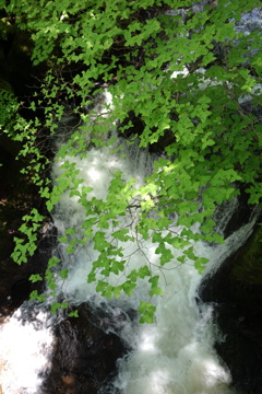 滝と新緑　