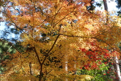 渓流沿いの紅葉