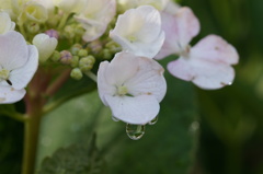 紫陽花　雫