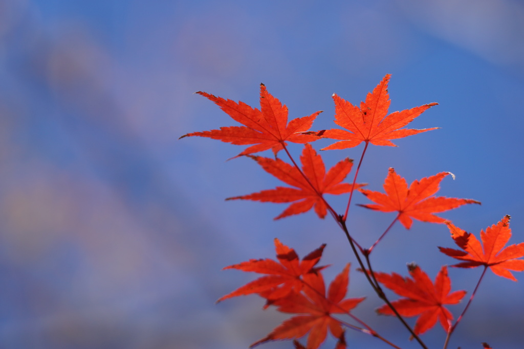 紅葉　シンプル1