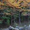 渓流沿いの紅葉　5
