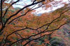 金蔵落しの渓流　紅葉