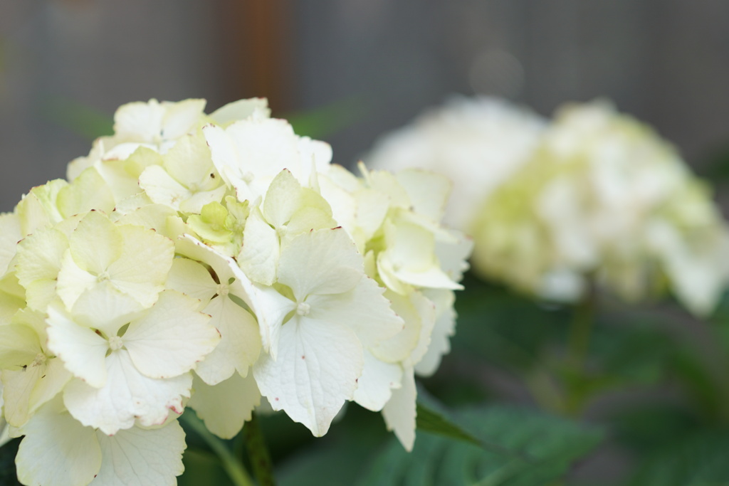 庭の紫陽花　3