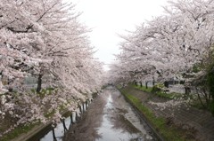 sakura2