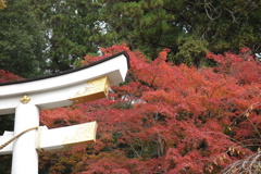 宝登山神社　紅葉　1