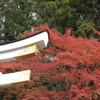 宝登山神社　紅葉　1