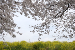 菜の花と桜