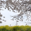 菜の花と桜