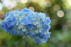紫陽花　旬