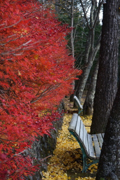 秋のベンチ